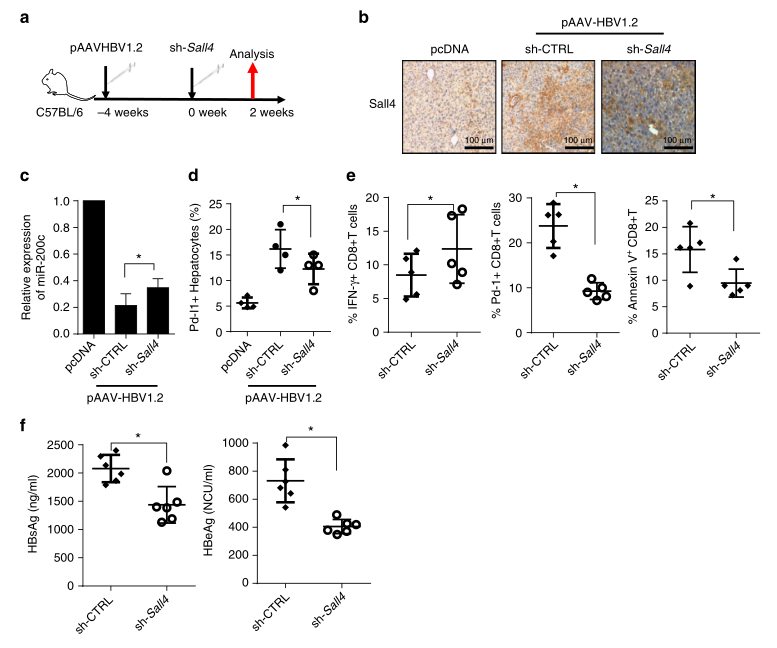 shRNA慢病毒載體構建-輝駿生物.png shRNA慢病毒載體構建-輝駿生物.png